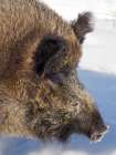 Finland, Ranua Wildlife Park. Wild boar during winter. Art Print